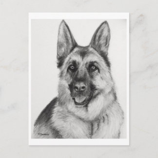 Carte Postale Art berger allemand