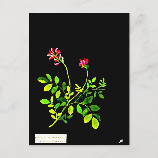Carte postale-Art botanique-Mary Delany 15 (Devant)