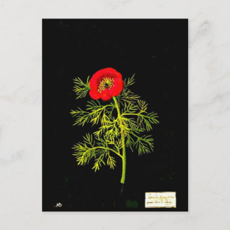 Carte postale-Art botanique-Mary Delany 18