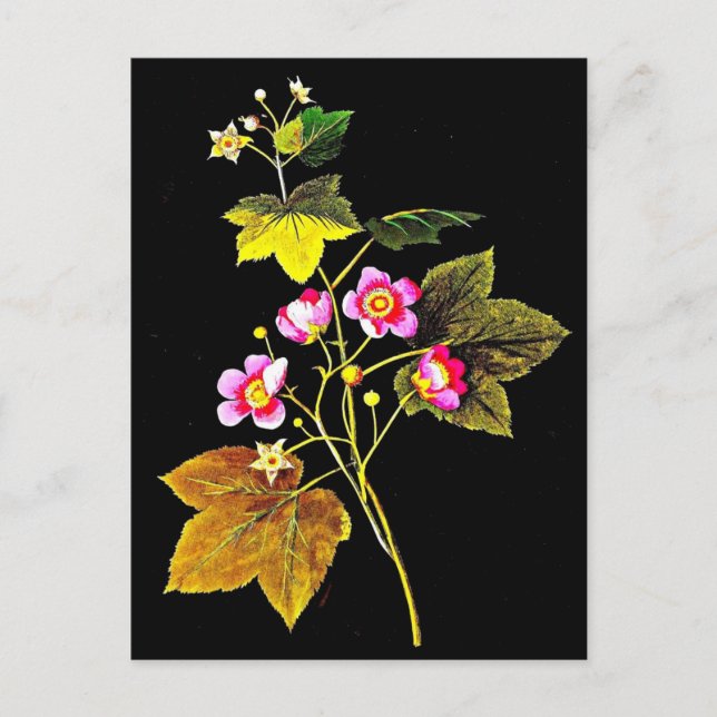 Carte postale-Art botanique-Mary Delany 4 (Devant)