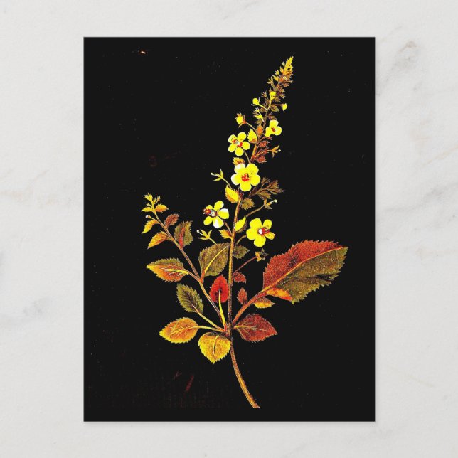 Carte postale-Art botanique-Mary Delany 8 (Devant)