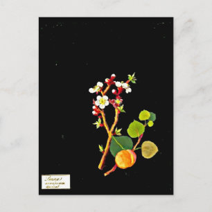 Carte postale-Art botanique-Mary Delany 9