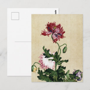 Carte Postale Art botanique vintage du pavot rouge chinois