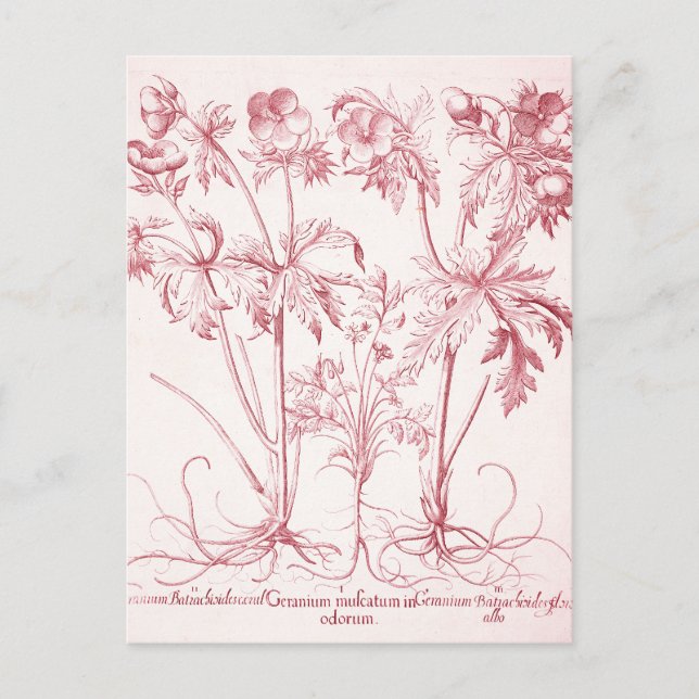 Carte Postale Art botanique vintage rose (Devant)