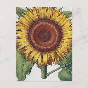 Carte Postale Art de fleurs de damas vintage tournesol
