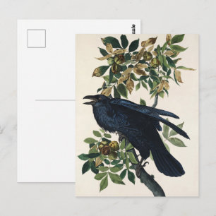 Carte Postale Art de la nature de l'oiseau corbeau vintage Audub