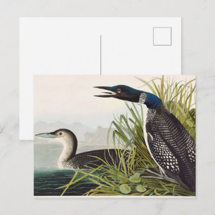 Carte Postale Art de la nature sur l'oiseau plongeon commun d'Au