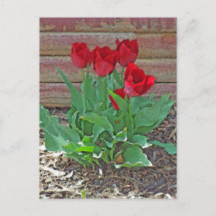 Carte Postale Art des Tulipes rouges