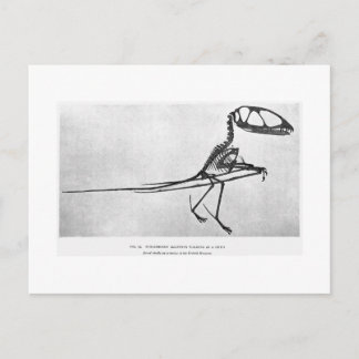 Carte postale art Dimorphodon macronyx