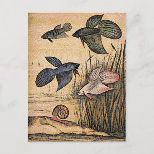 Carte Postale Art du poisson
