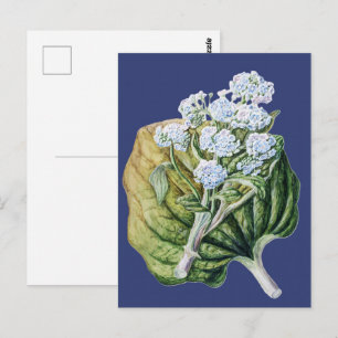 Carte Postale Art floral botanique vintage bleu myosotis