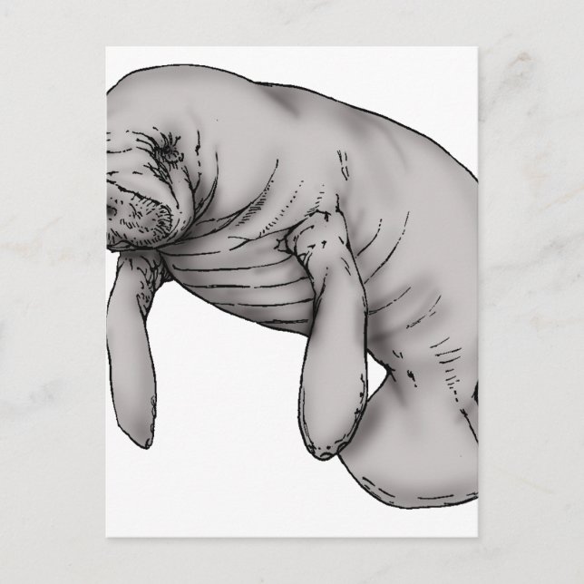 Carte Postale art manatee (Devant)