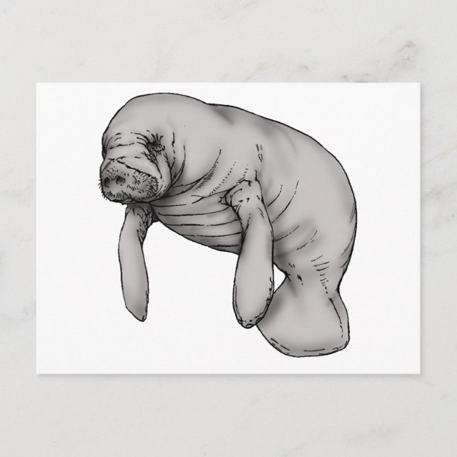 Carte Postale art manatee (Devant)
