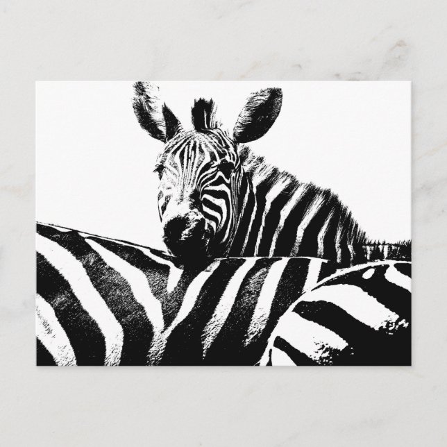 Carte Postale Art moderne Black & White Pop Photo Zebras (Devant)