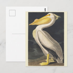 Carte Postale Art vintage d'Audubon représentant le Pélican blan