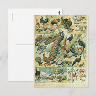 Carte Postale Art Vintage de la Faune Paon & Faisan