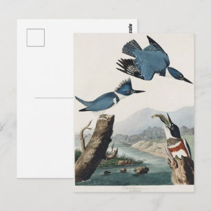 Carte Postale Art vintage d'oiseau martin-pêcheur à ceinture d'A