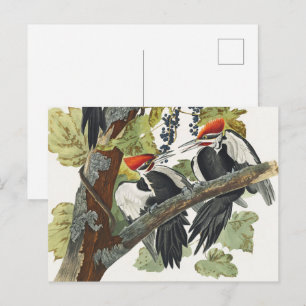 Carte Postale Art vintage d'oiseau pic à tête rouge d'Audubon