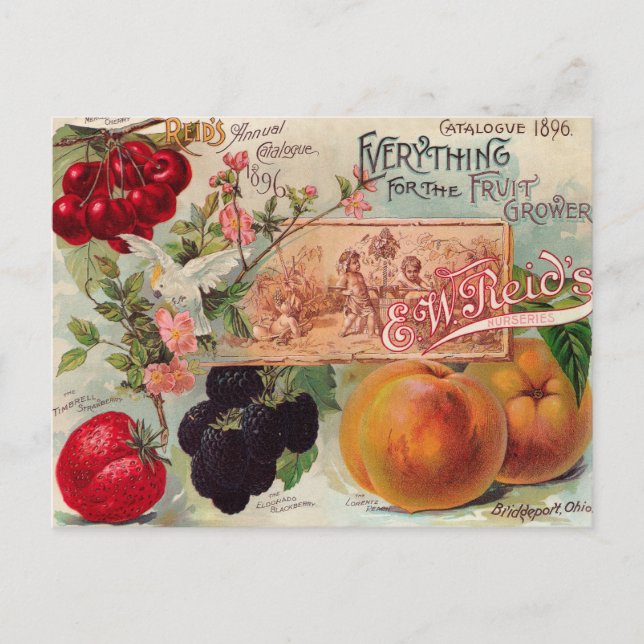 Carte postale Art Vintage Garden Orchard Fruit (Devant)