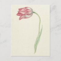 Art vintage hollandais : Tulipe rose et blanche