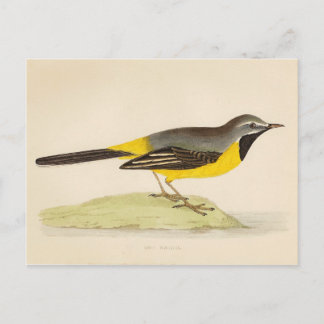Carte postale Art Wagtail gris antique