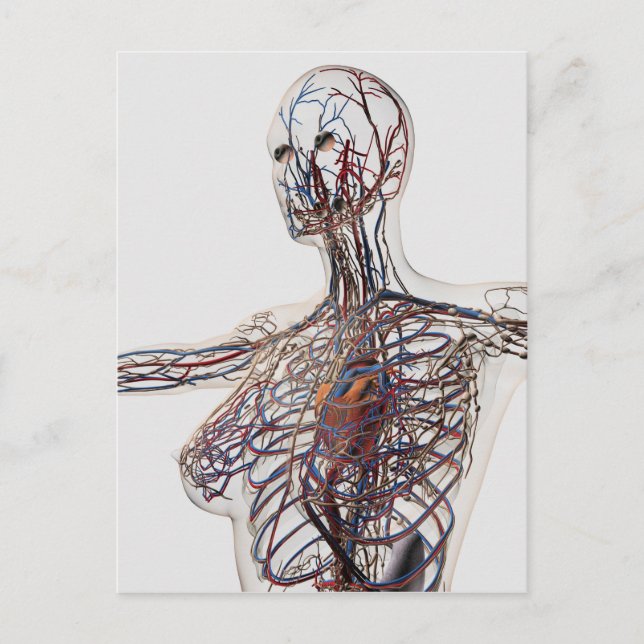 Carte Postale Artères, Veines Et Système Lymphatique 1 (Devant)