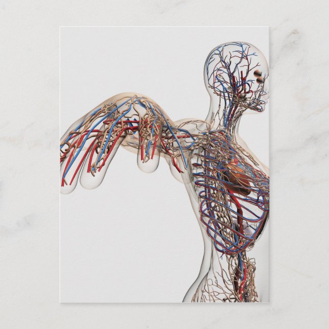 Carte Postale Artères, Veines Et Système Lymphatique 2 (Devant)