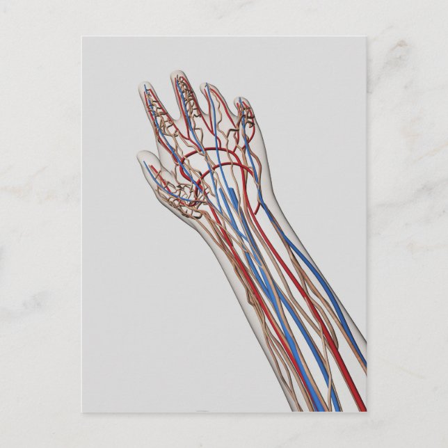 Carte Postale Artères, Veines Et Système Lymphatique 3 (Devant)