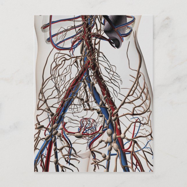 Carte Postale Artères, Veines Et Système Lymphatique 4 (Devant)