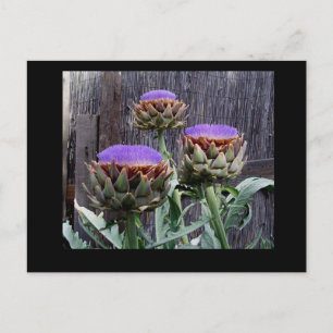 Carte Postale Artichauts en fleurs