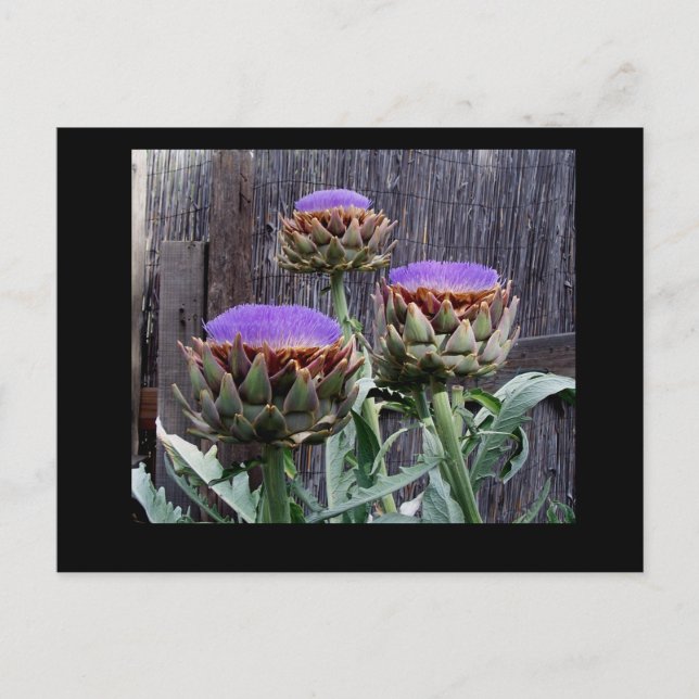 Carte Postale Artichauts en fleurs (Devant)