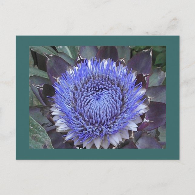 Carte postale Artichoke Bloom (Devant)