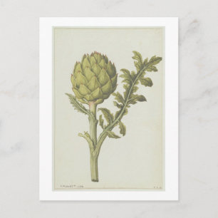 Carte Postale Artichoke : Cynara scolymus, c.1568