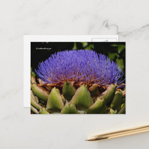 Carte Postale Artichot Globe Flower