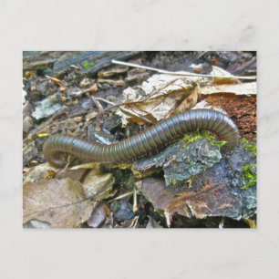Carte Postale Articles de série Millipede