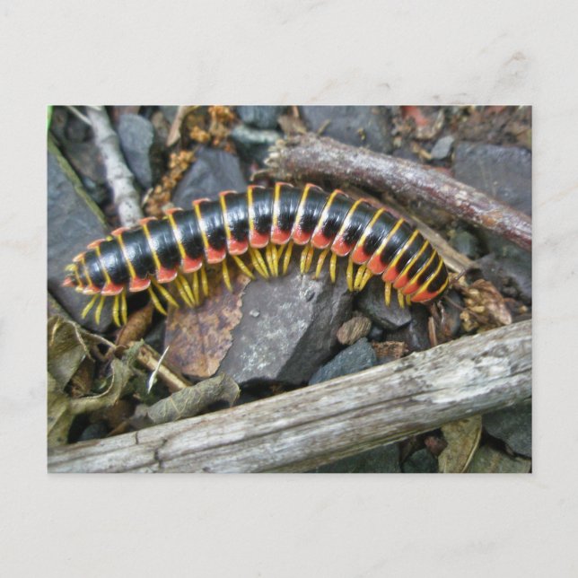 Carte Postale Articles de série Millipede (Devant)