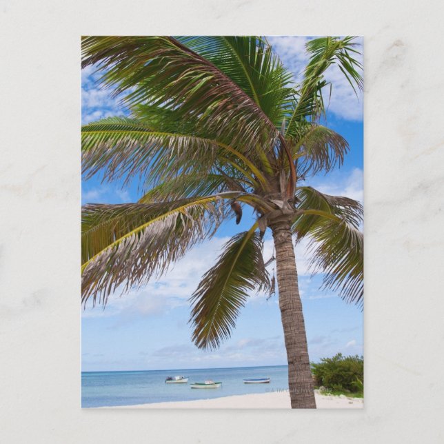 Carte Postale Aruba, palmier sur la plage (Devant)