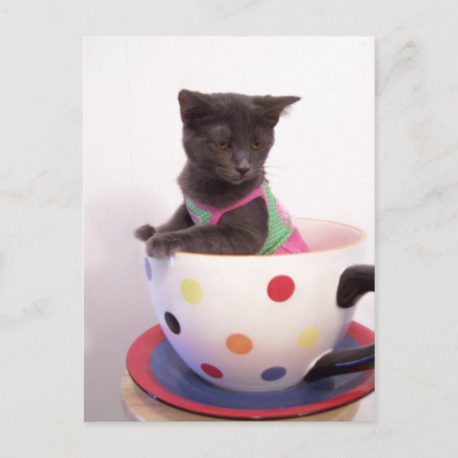 Carte Postale arys kitten (Devant)