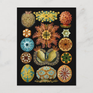 Carte Postale Ascidiacea