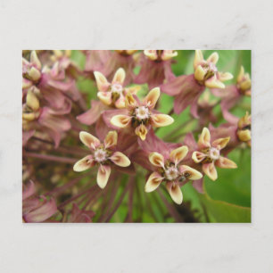 Carte Postale Asclépiade commune