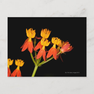 Carte Postale Asclepias curassavica -