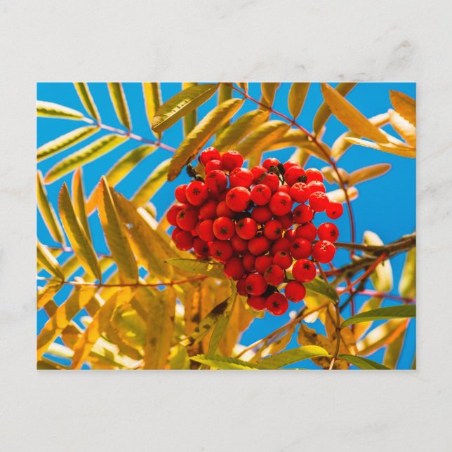 Carte Postale Ashberry (Devant)