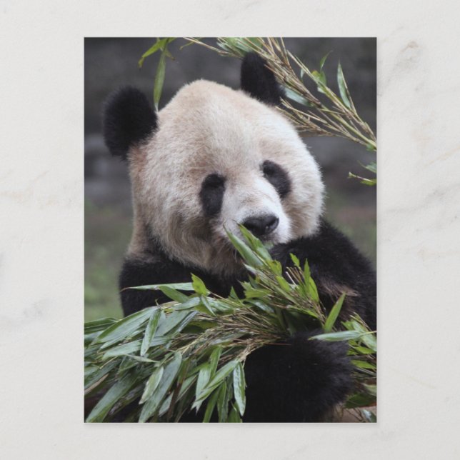 Carte Postale Asie, Chine Chongqing. Panda géant (Devant)