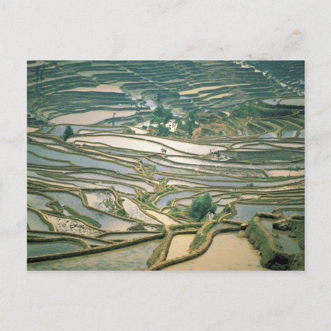 Carte Postale Asie, Chine. Terrasses de riz inondées près de Nan (Devant)