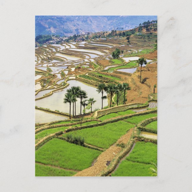 Carte Postale Asie, Chine, Yunnan, Honghe. Terrasses de riz à pr (Devant)