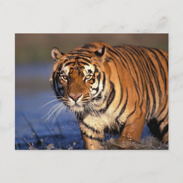 Carte Postale ASIE, Inde, Bengale Tiger Panthera tigris) (Devant)