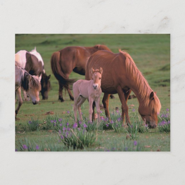 Carte Postale Asie, Mongolie, Désert de Gobi. Chevaux sauvages (Devant)