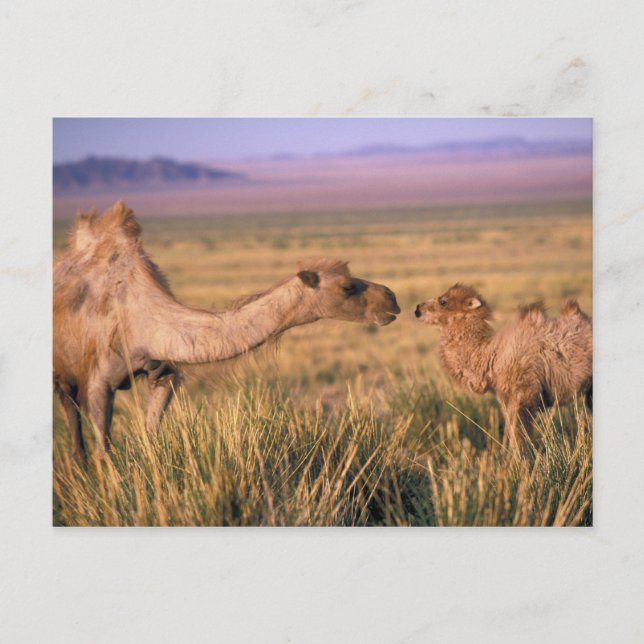 Carte Postale Asie, Mongolie, Désert de Gobi, Grand Gobi (Devant)