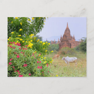 Carte Postale Asie, Myanmar (Birmanie), Bagan (païen). Vaches