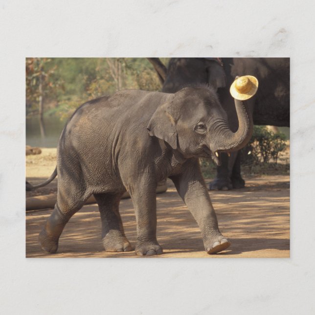 Carte Postale Asie, Thaïlande, Lampang Bowing avec casquette - T (Devant)